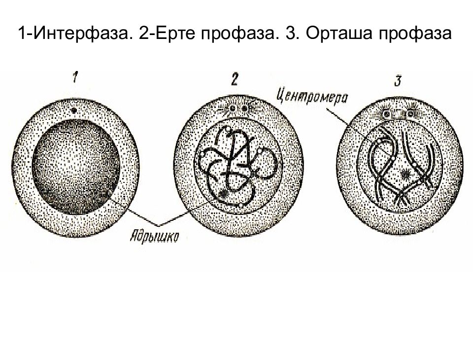 Интерфаза. Пресинтетический период интерфазы рисунок. Интерфаза профаза. Интерфаза периоды рисунок. Интерфаза дегеніміз не.