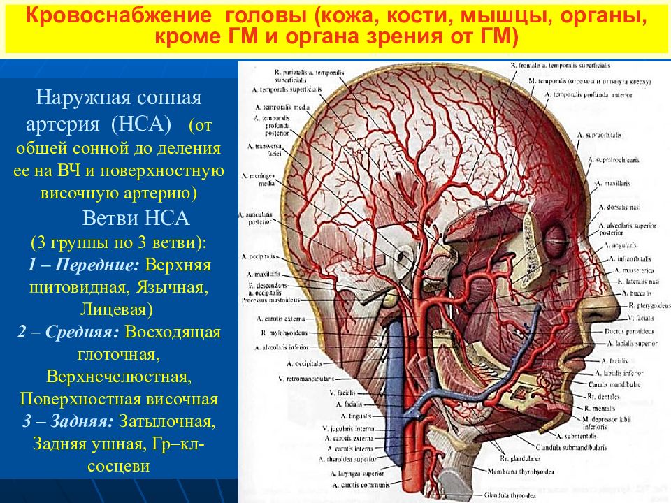 Кровоснабжение. Кровоснабжение головы. Кровоснабжение головы и шеи. Кровоснабжение органов головы. Кровоснабжение органов головы и шеи.