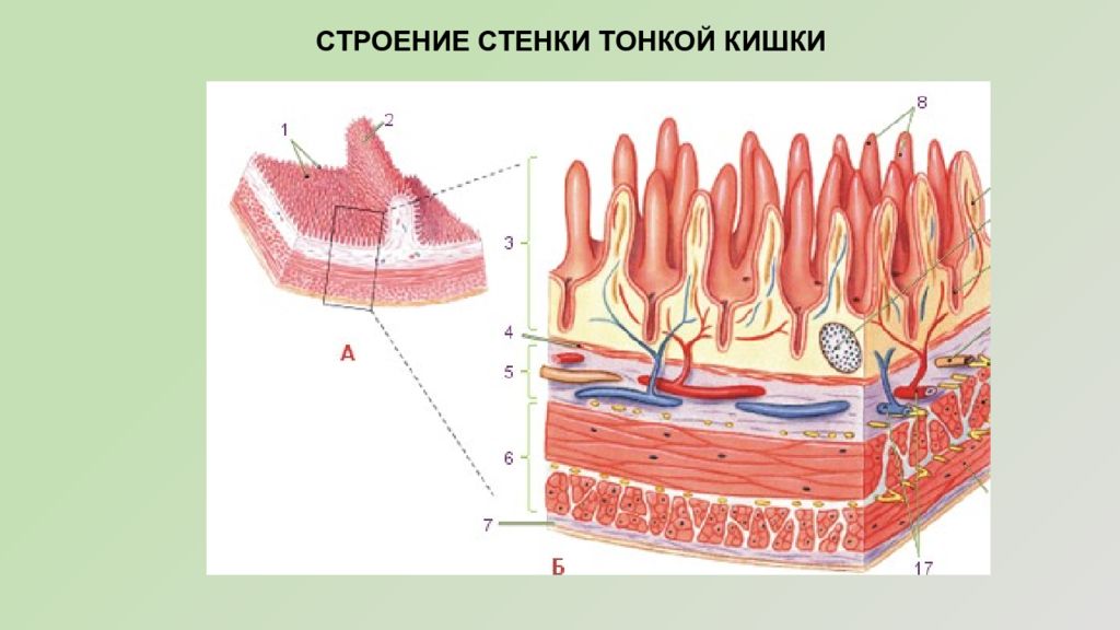 Стенка кишечника картинки