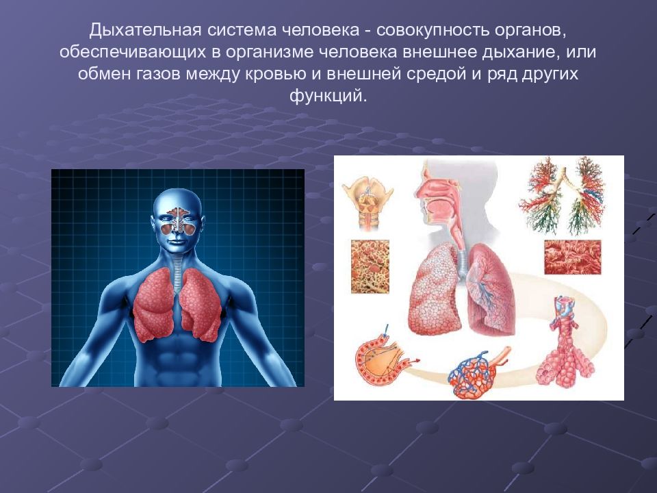 Совокупность органов человека. Дыхательная система человека это совокупность органов. Функциональные системы организма это совокупность органов. Структурно функциональная организации дыхательной. Основные функциональные системы организма человека дыхательная.