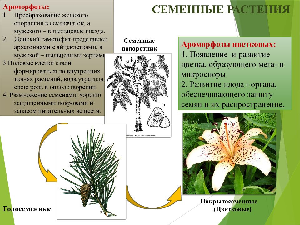 Теория биопоэза презентация