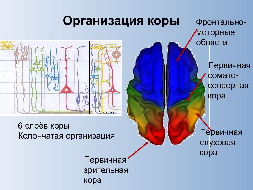 Нарушения зрительной коры. Колончатая организация зрительной коры. Колончатое строение коры. Колонка зрительной коры.