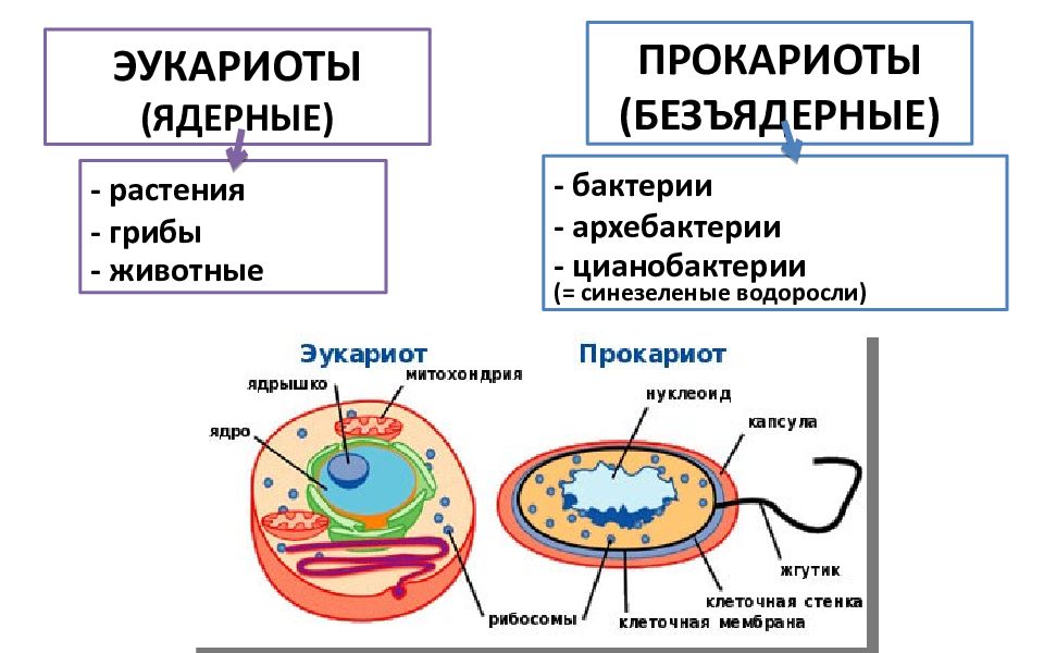 Организация прокариотов и эукариотов. Сравнение прокариот и эукариот рисунок. Строение клетки прокариот и эукариот таблица с рисунками. Прокариоты и эукариоты. Эукариоты ядерные.