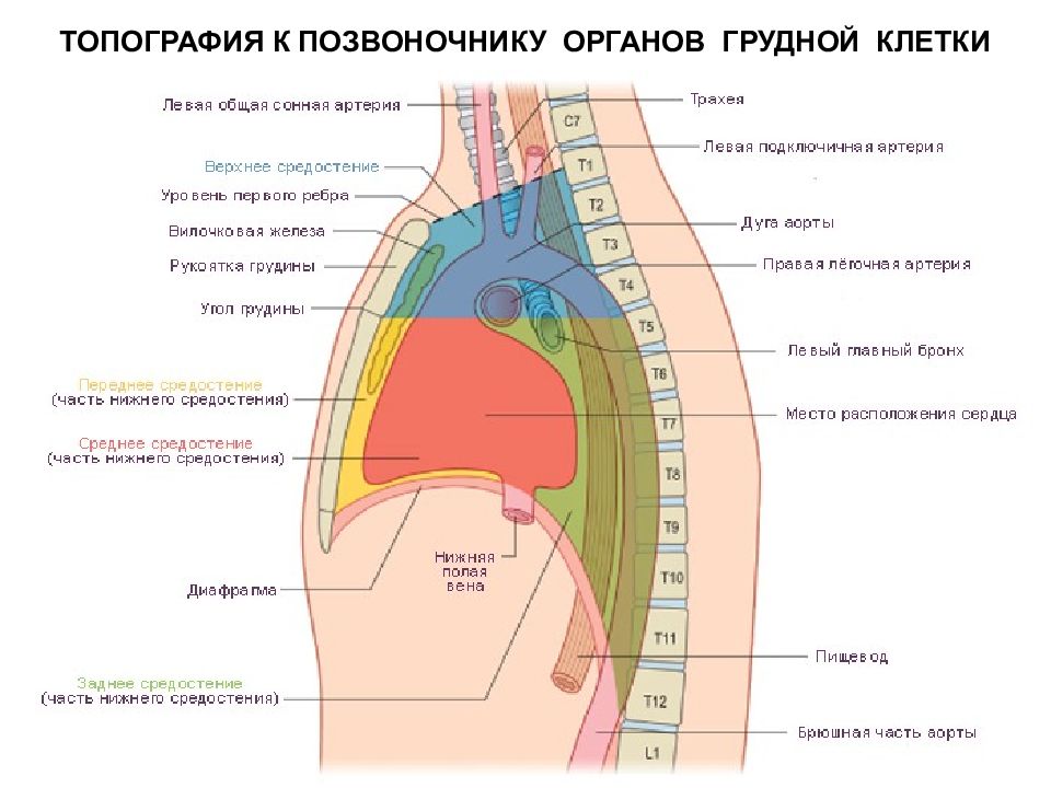 Органы под правой грудью. Средостение анатомия человека строение. Отделы средостения топографическая анатомия. Средостение анатомия переднее и заднее. Верхний отдел переднего средостения.