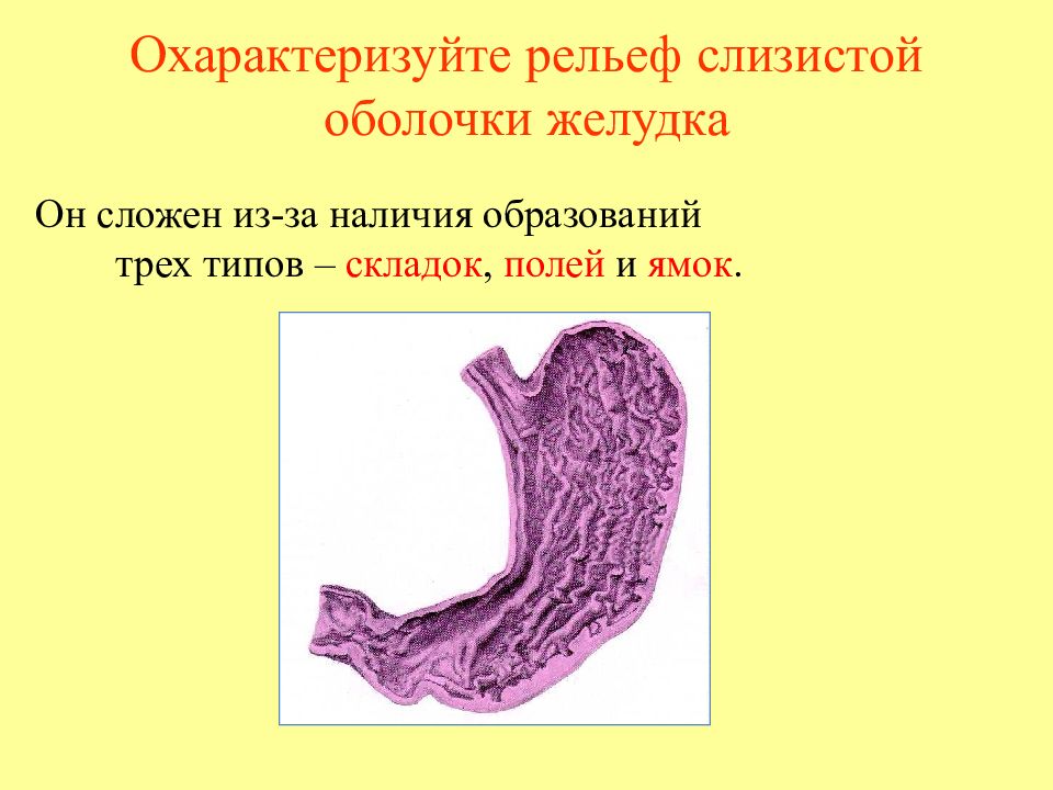 Наличие образоваться. Рельеф слизистой оболочки желудка. Слизистую оболочку желудка. Складки слизистой оболочки желудка.