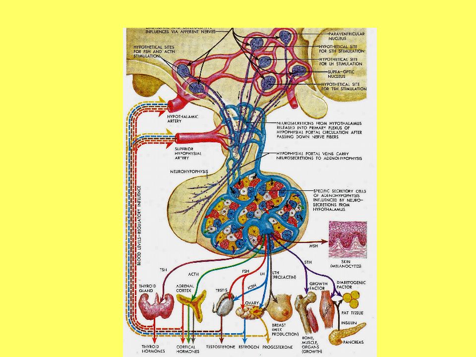 Заболевания гипоталамо гипофизарной системы эндокринология презентация