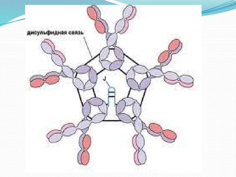 Схема иммуноглобулина. FC фрагмент молекулы иммуноглобулина. Иммуноглобулин под микроскопом. Иммуноглобулины e и паразиты. Различают 5 классов иммуноглобулинов.