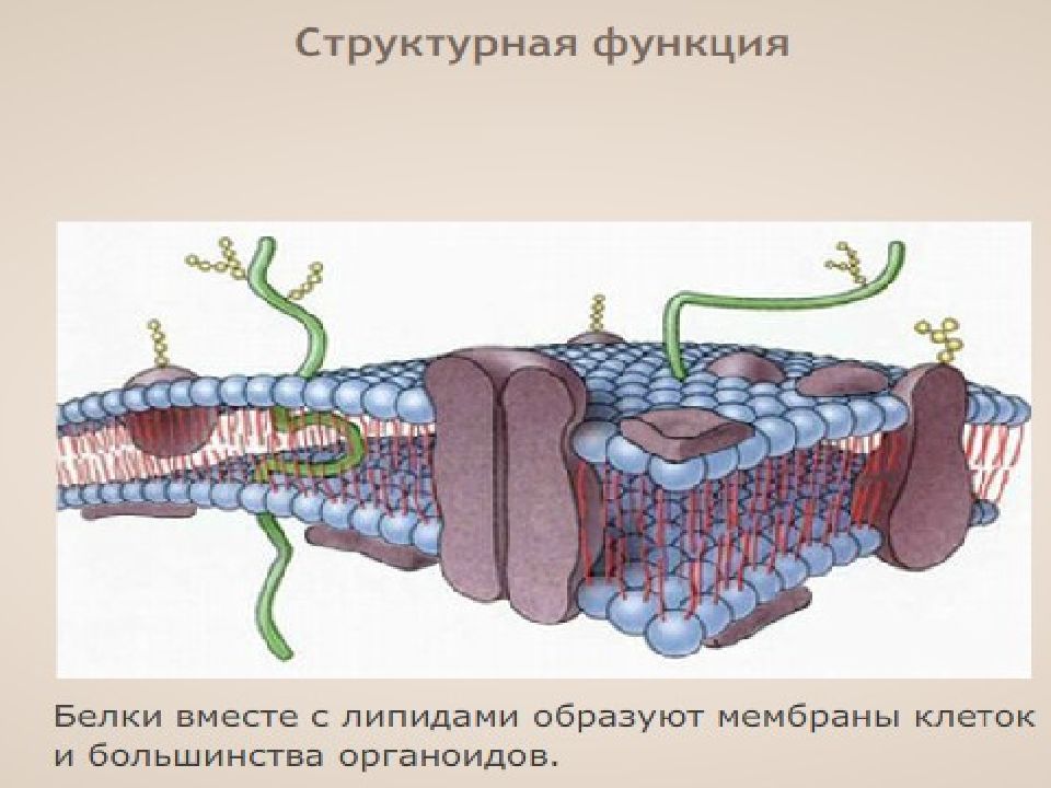 Бибн биология. Структурная функция белков. Белок структурная функция. Структурная функция белков ногти. Структурная функция у кого.