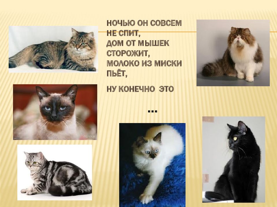 Презентация забота о животных