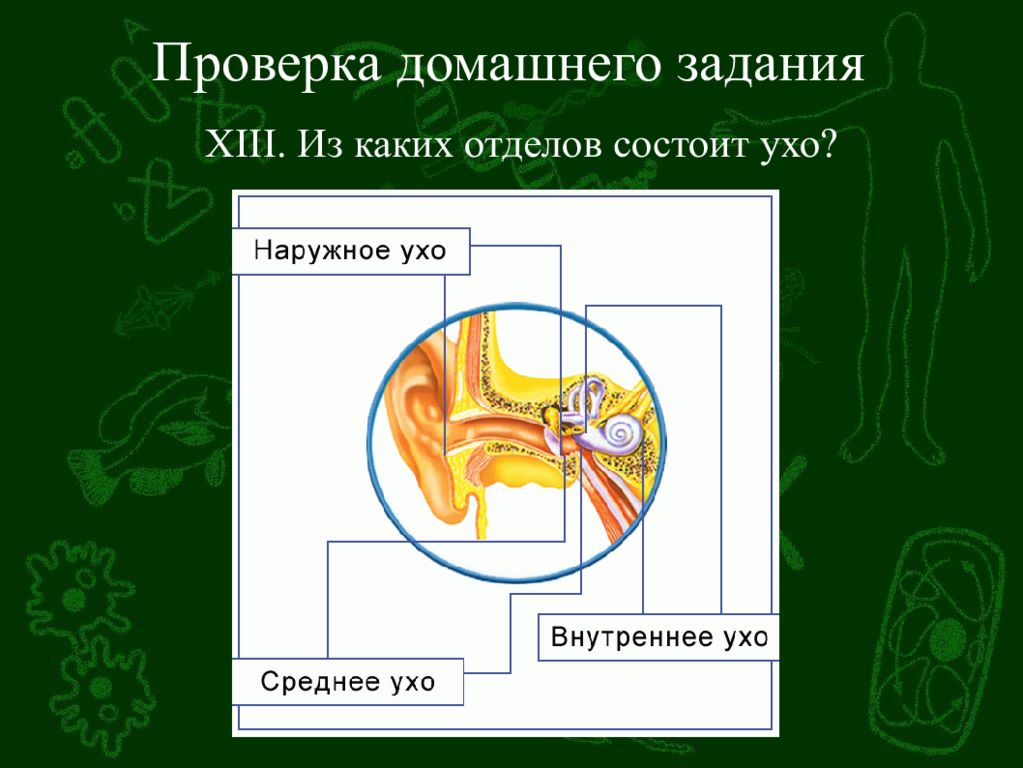 Мышечное и кожное чувство обонятельный и вкусовой анализаторы презентация