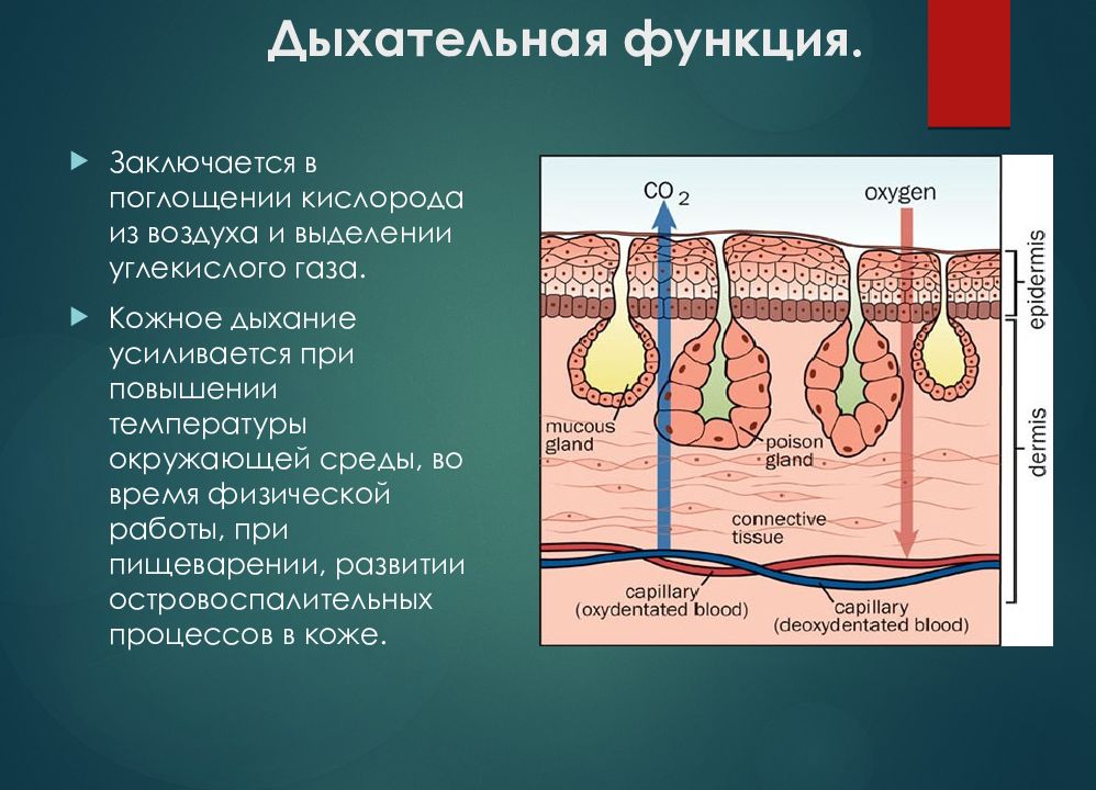 Органы дыхания кожа. Дыхательная функция кожи. Дыхательная функция кожи структура. Дыхательная функция кожи человека. Функция кожи защитная выделительная и дыхательная функции.