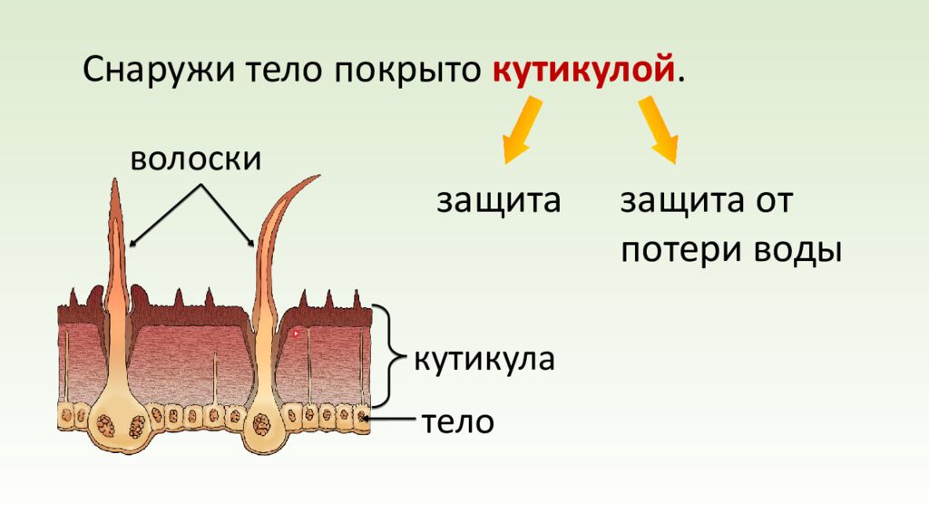 Кутикула покрывает