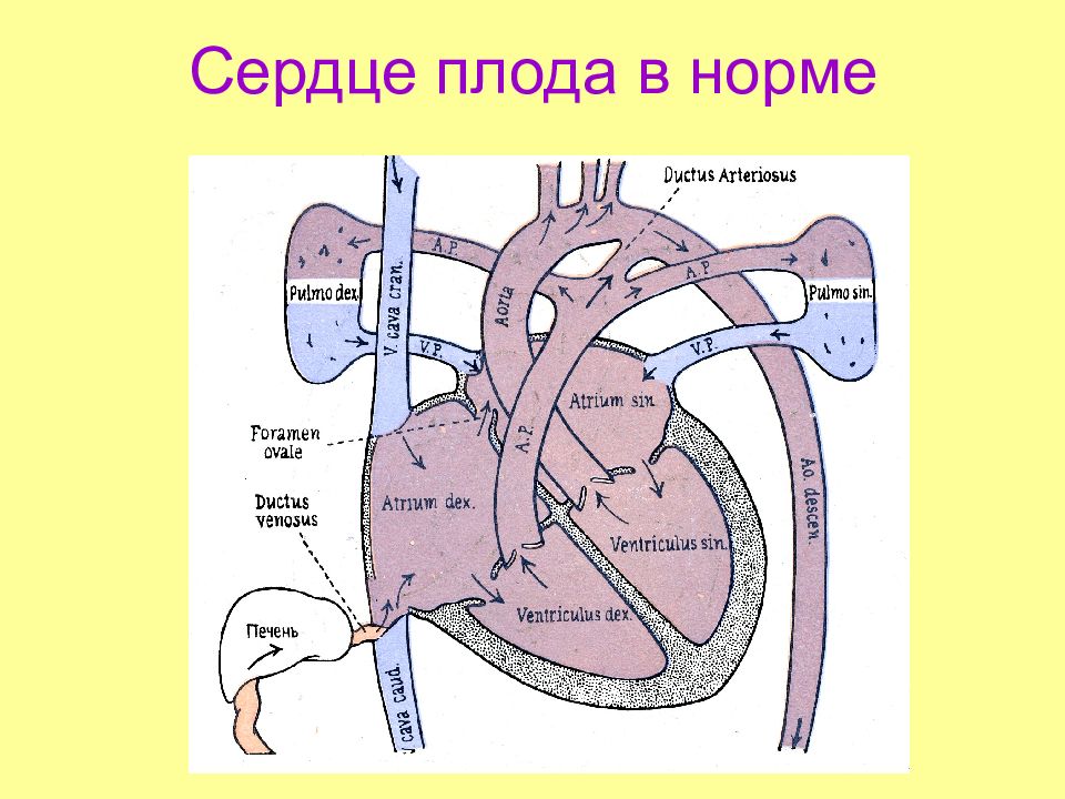 Сердце плода. Сердце плода анатомия. Строение сердца плода. Строение сердца новорожденного. Строение сердца плода человека.