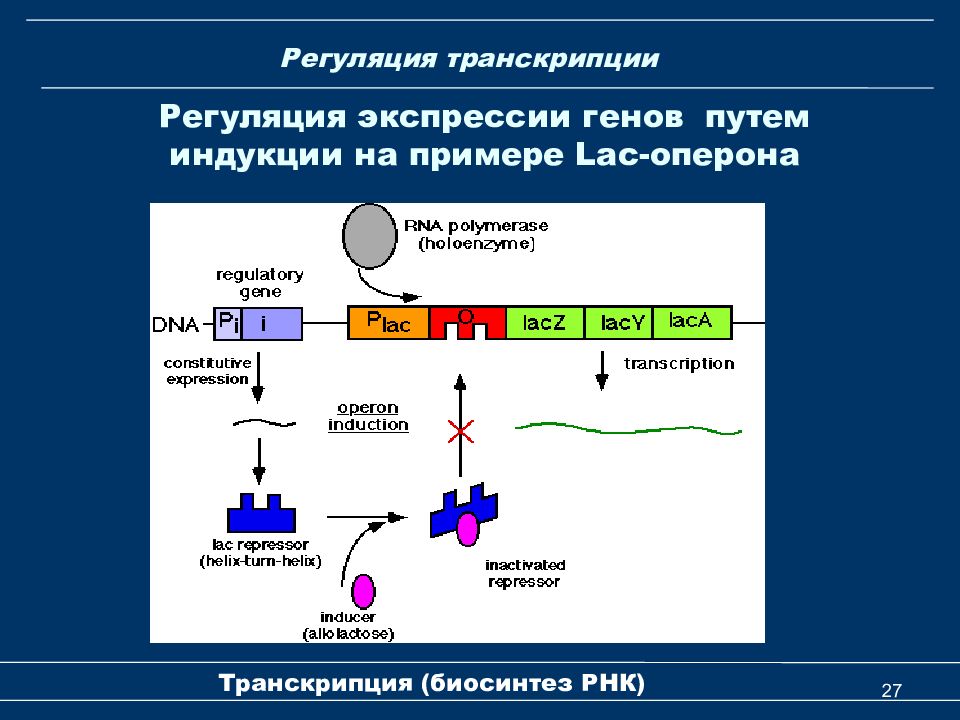 Установите последовательность этапов транскрипции присоединение. Регуляция транскрипции и трансляции 10 класс. Схема регуляции транскрипции и трансляции. Регуляция экспрессии генов.
