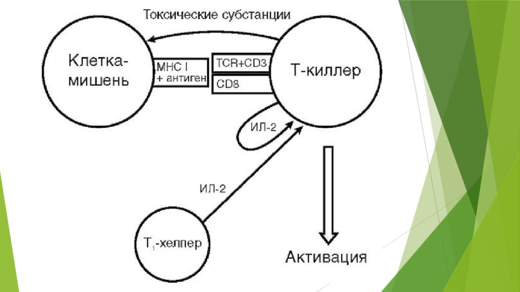 Т киллеры. Т киллеры механизм действия. Механизм действия т киллеров схема. Т хелперы и т киллеры схема. Активация т киллеров схема.