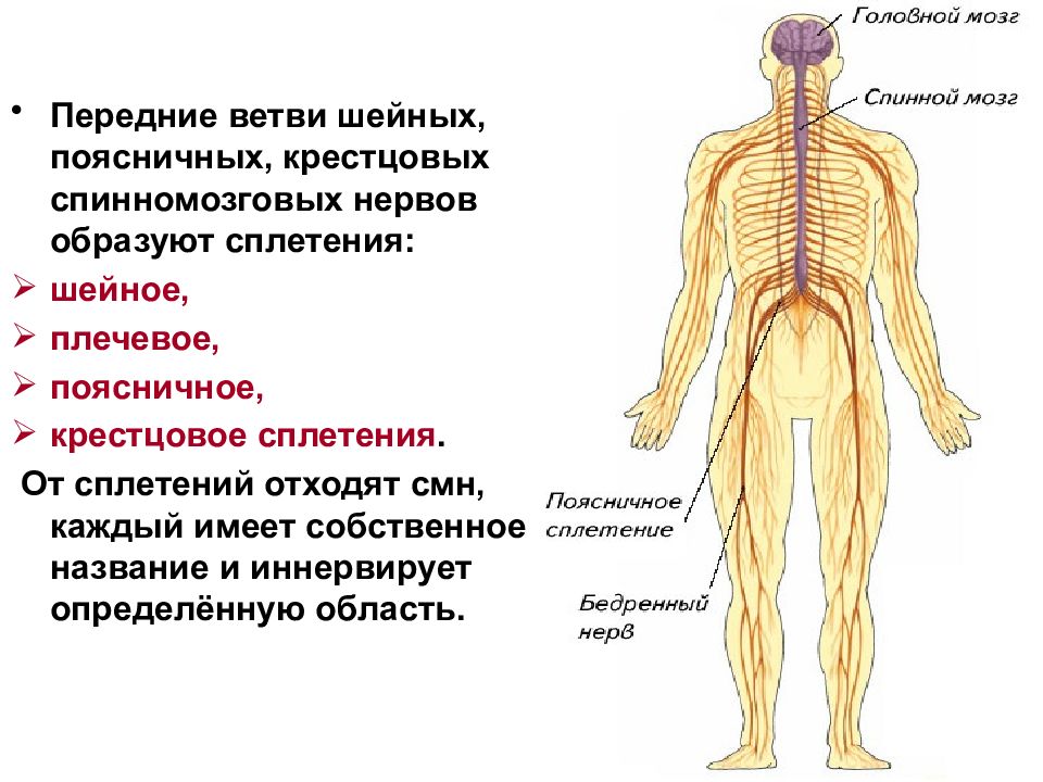 Спинномозговые нервы картинка