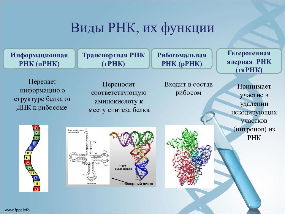Виды рнк характеристика. Типы РНК. Виды и функции РНК. РНК строение и функции. Типы РНК И их функции.