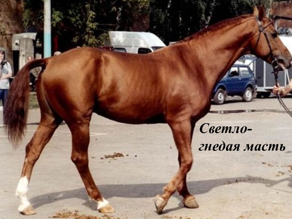 Светло-гнедая масть