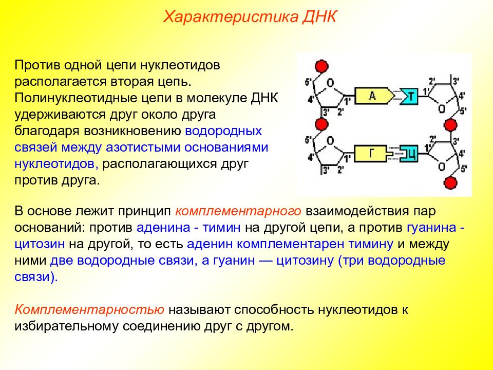 На фрагменте одной цепи днк нуклеотиды расположены в последовательности аагтцтацгтат нарисуйте схему