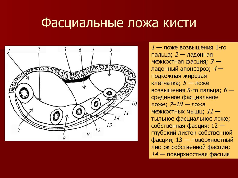 Презентация топографическая анатомия кисть