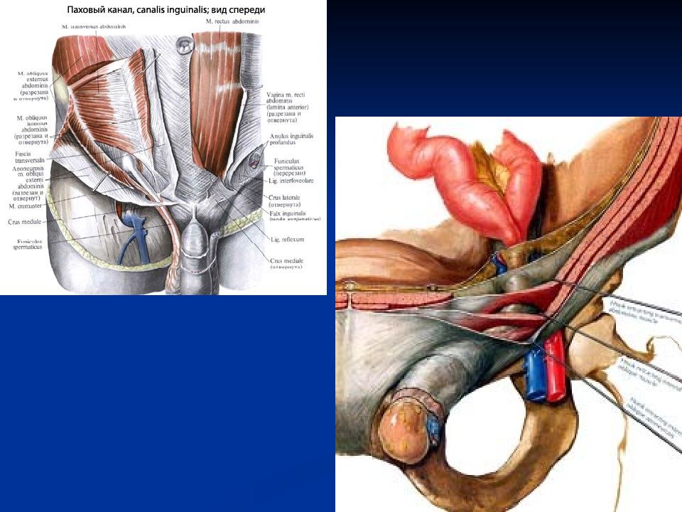 Паховый канал анатомия у мужчин схема