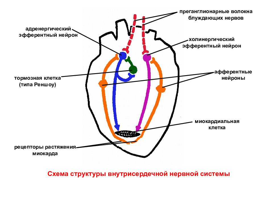 Физиология сердечно сосудистой системы презентация