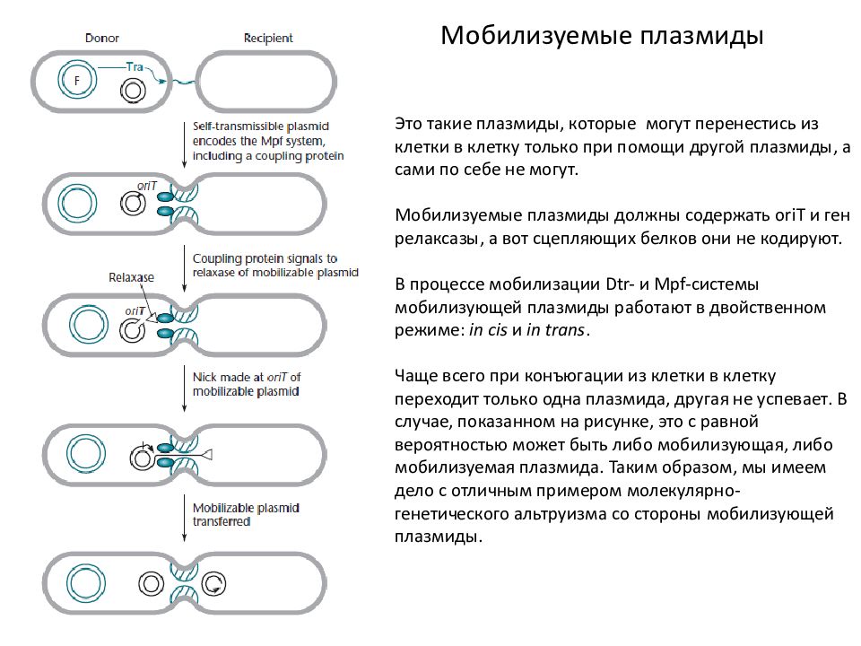 Перенос днк. Плазмида ответственная за процесс конъюгации. Конъюгация плазмид. Процесс конъюгации плазмид. Конъюгативные (трансмиссивные) плазмиды.