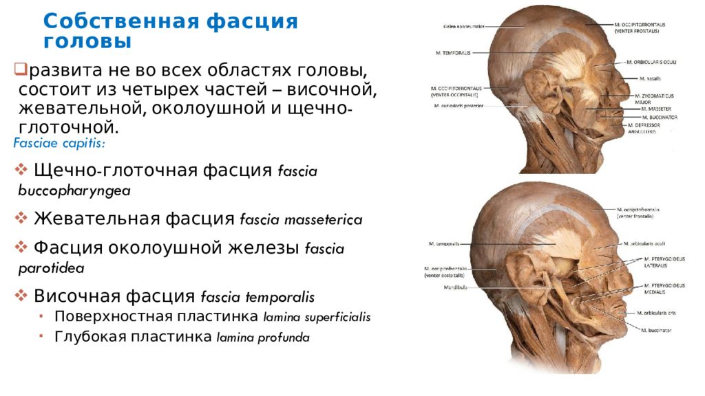 Фасции лица и шеи анатомия схема