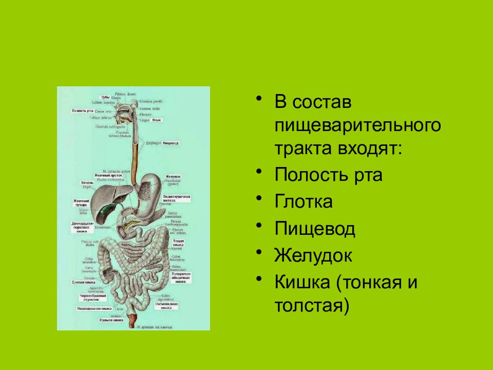 Пищеварение в ротовой полости желудке и кишечнике. Спланхнология пищеварительная система анатомия. Спланхнология органов пищеварения. Рот глотка пищевод желудок. Пищевод Спланхнология.