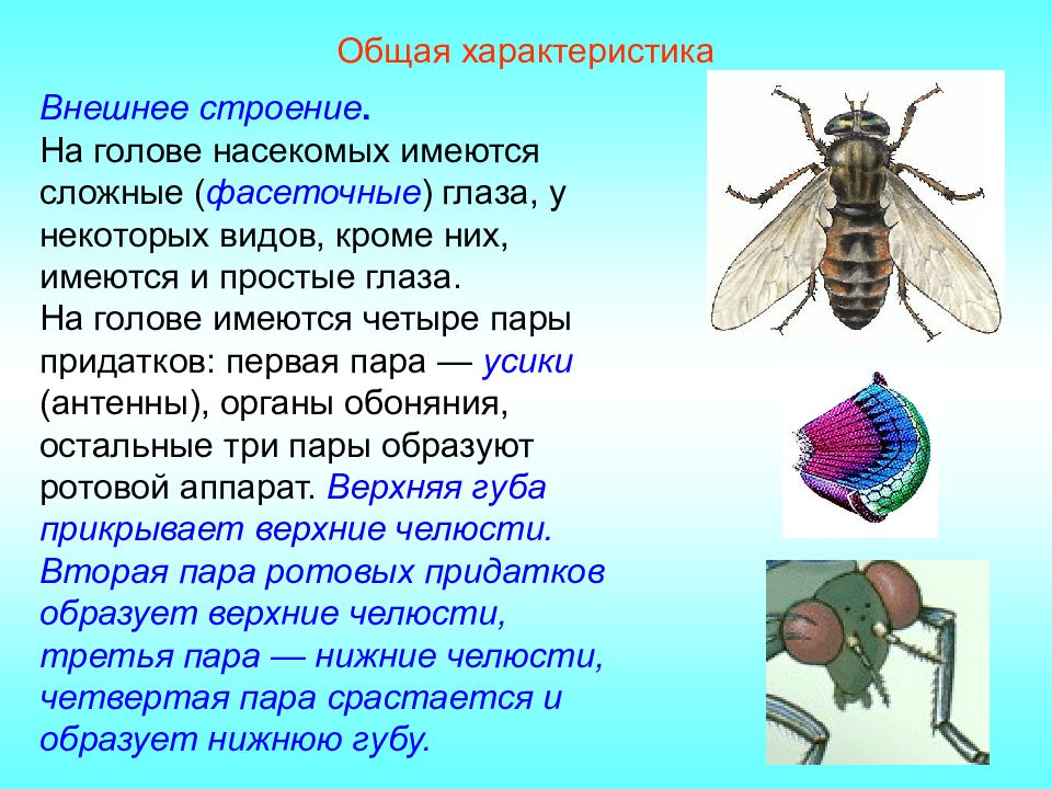 Насекомые характеризуют признаки. Общая характеристика насекомых. Общие признаки внешнего строения насекомых. Основные черты класса насекомые. Класс насекомые внешнее строение.