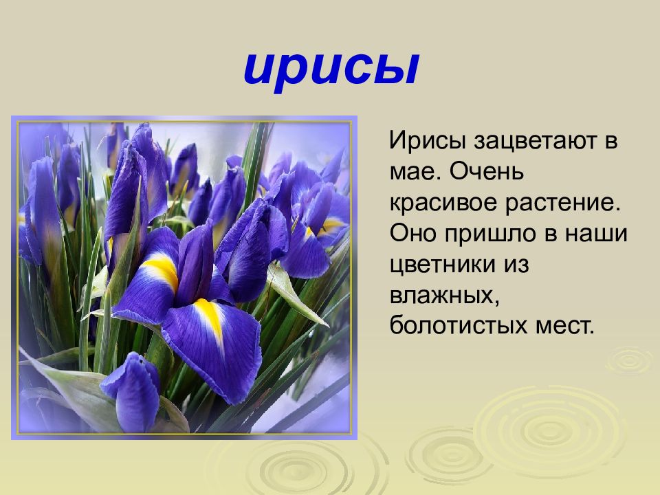 Цветы окружающий мир 2 класс. Презентация на тему цветы. Проект о цветах. Презентация о цветах. Описание весенних цветов.