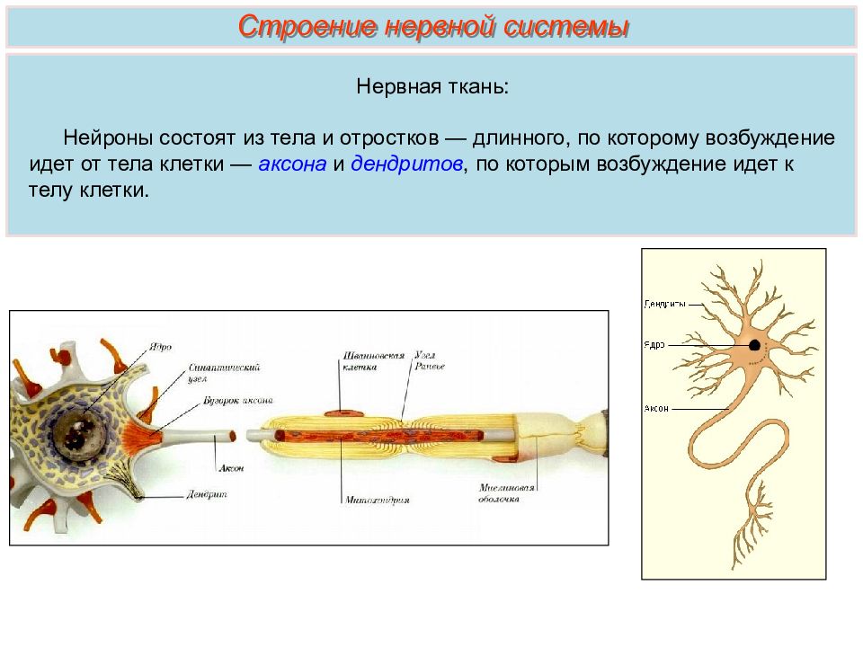 Нервная строение функции. Строение нервной. Строение нерва. Нервная система состоит из. Нейрон состоит из тела и отростков.