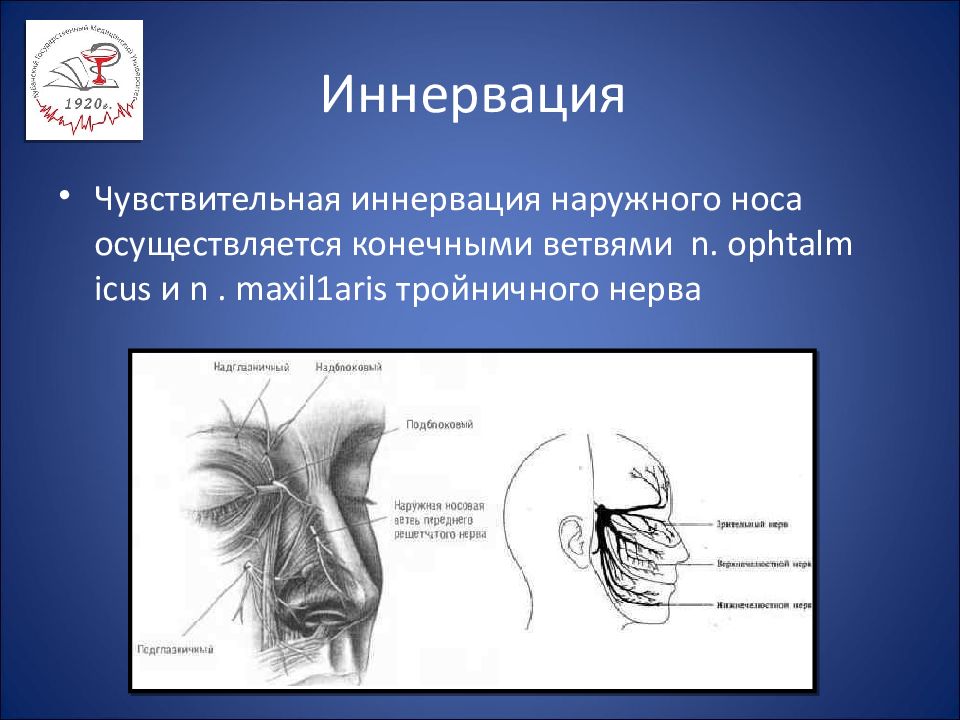 Кровоснабжение носа презентация