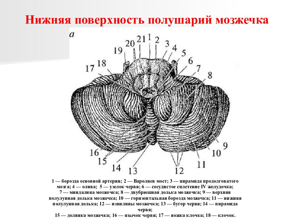 Мозжечок строение. Схема мозжечка анатомия. Горизонтальная щель мозжечка. Борозды мозжечка.