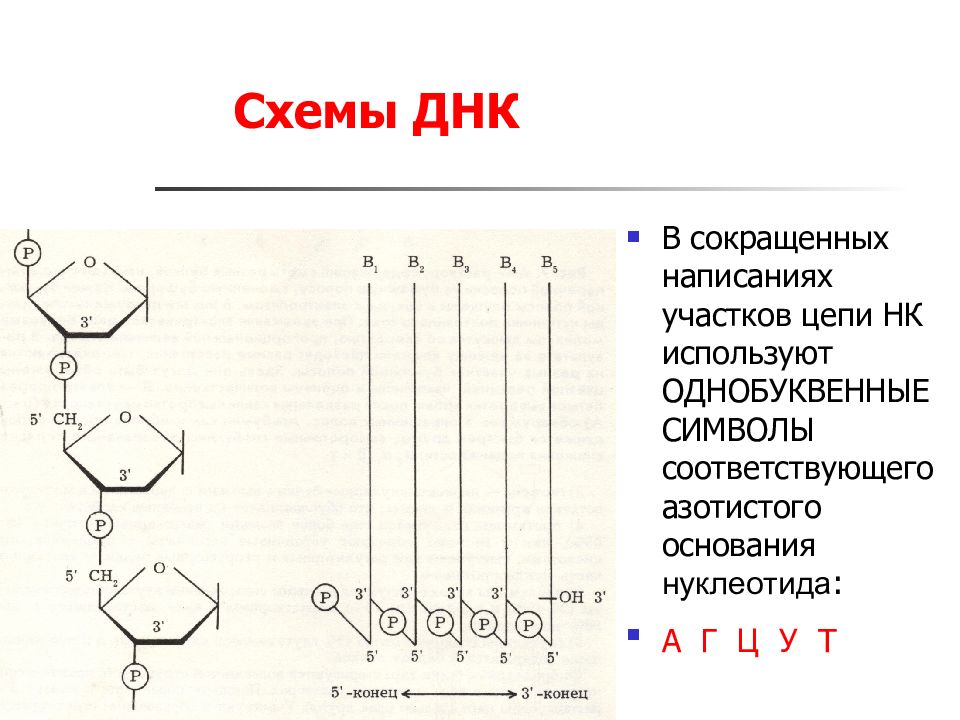 Белки нуклеиновые кислоты углеводы. Углеводы нуклеиновые кислоты строение функции. Схема строения нуклеиновых кислот. Белки липиды углеводы нуклеиновые кислоты. Органические вещества углеводы белки.