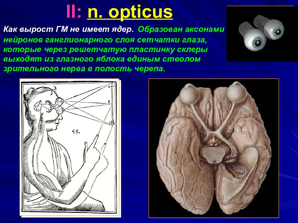 Оптикус. Зрительный нерв. Черепные нервы зрительный нерв. Зрительный нерв образован аксонами нейронов. Зрительный нерв пара черепных нервов.