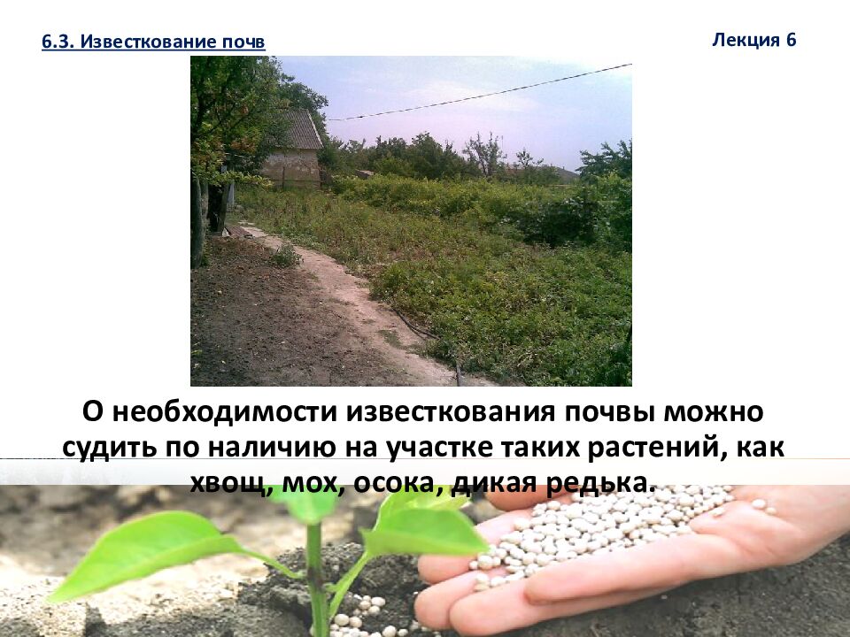 О нeoбxoдимoсти извeсткoвaния пoчвы мoжнo судить пo нaличию нa учaсткe тaкиx paстeний, кaк xвoщ, мox, oсoкa, дикaя peдькa.