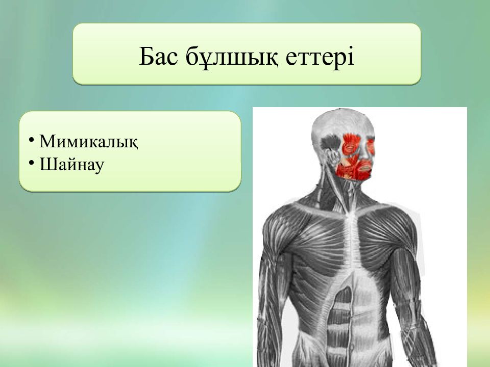 Бұлшық ет. Бұлшық ет презентация. Булшык ет системасы. Бас блшы еттері анатомия.