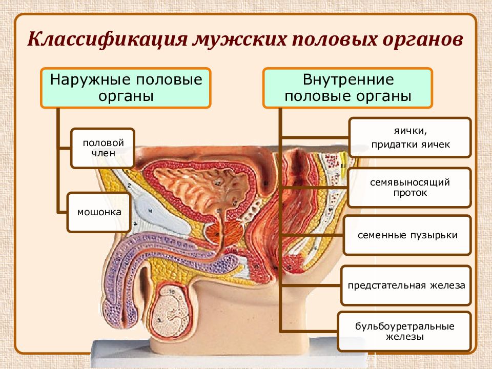 Схема строения мужских половых органов