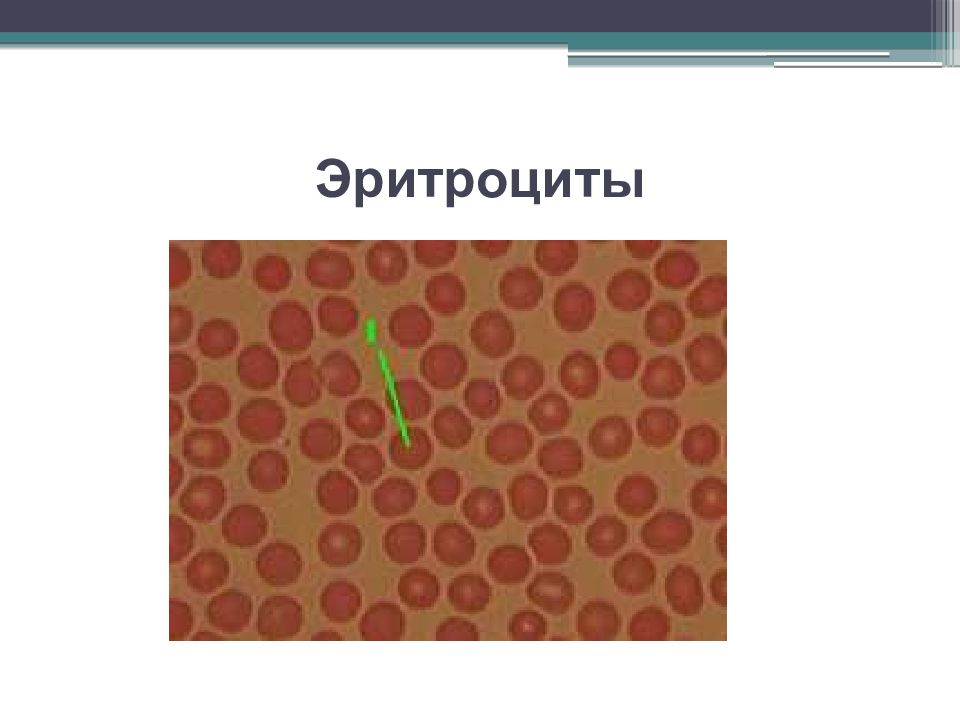 Жидкая соединительная ткань. Кровь ткань рисунок. Кровь и лимфа соединительная ткань рисунок.