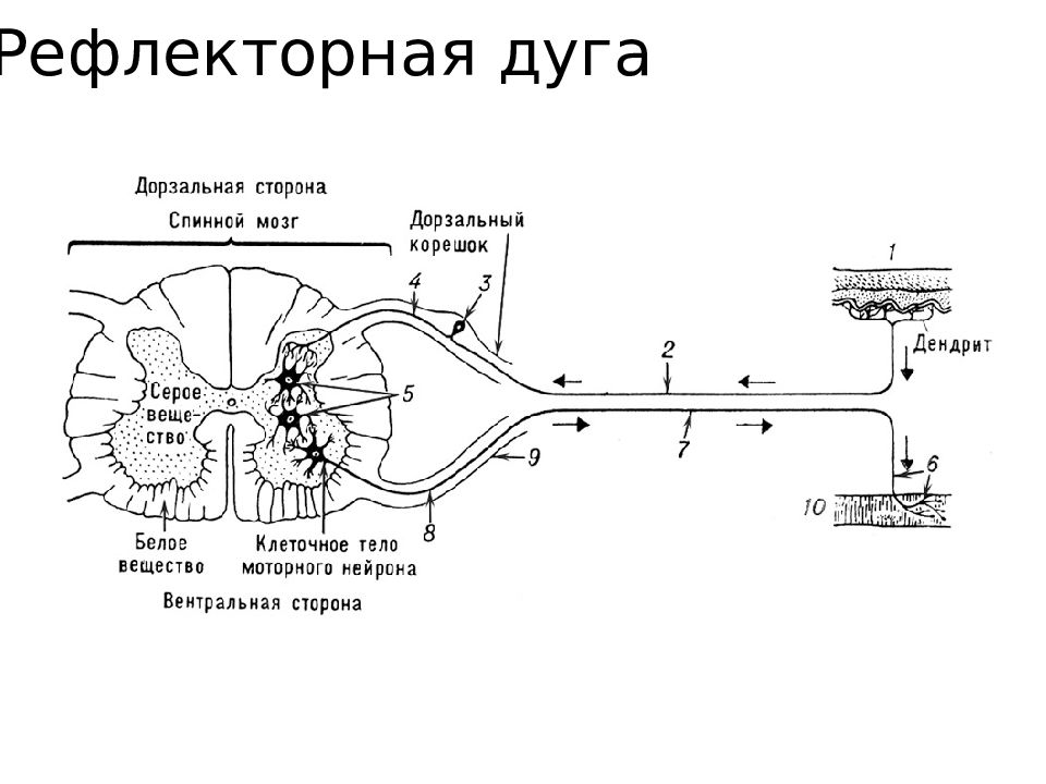 Дуга нервного импульса. Схема рефлекторной дуги спинного мозга. Схема рефлекторных дуг спинного мозга. Схема спинномозговой рефлекторной дуги. Схема рефлекторной дуги головного мозга.