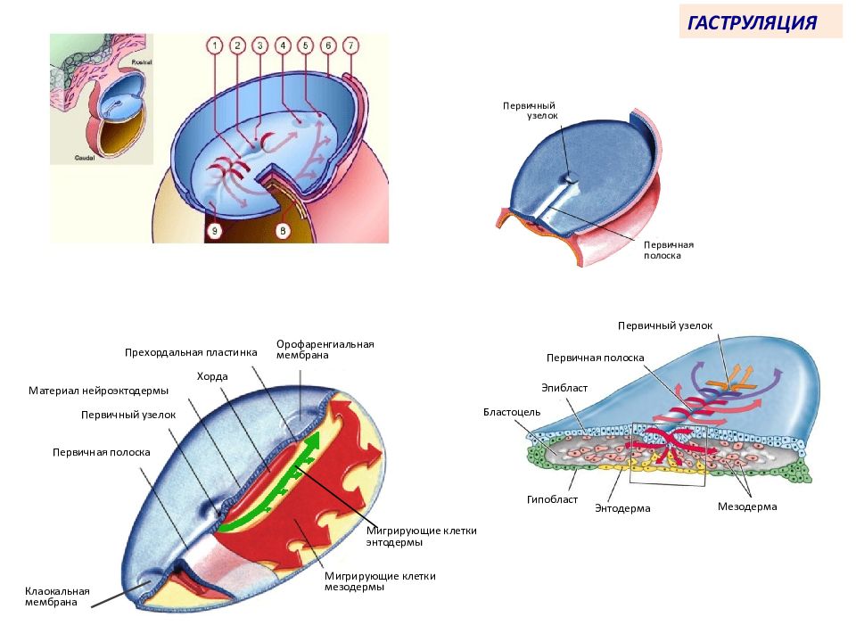 Первичный узелок. Первая фаза гаструляции гистология. Вторая фаза гаструляции гистология. Гаструляция зародыша человека. Гаструляция у человека гистология.