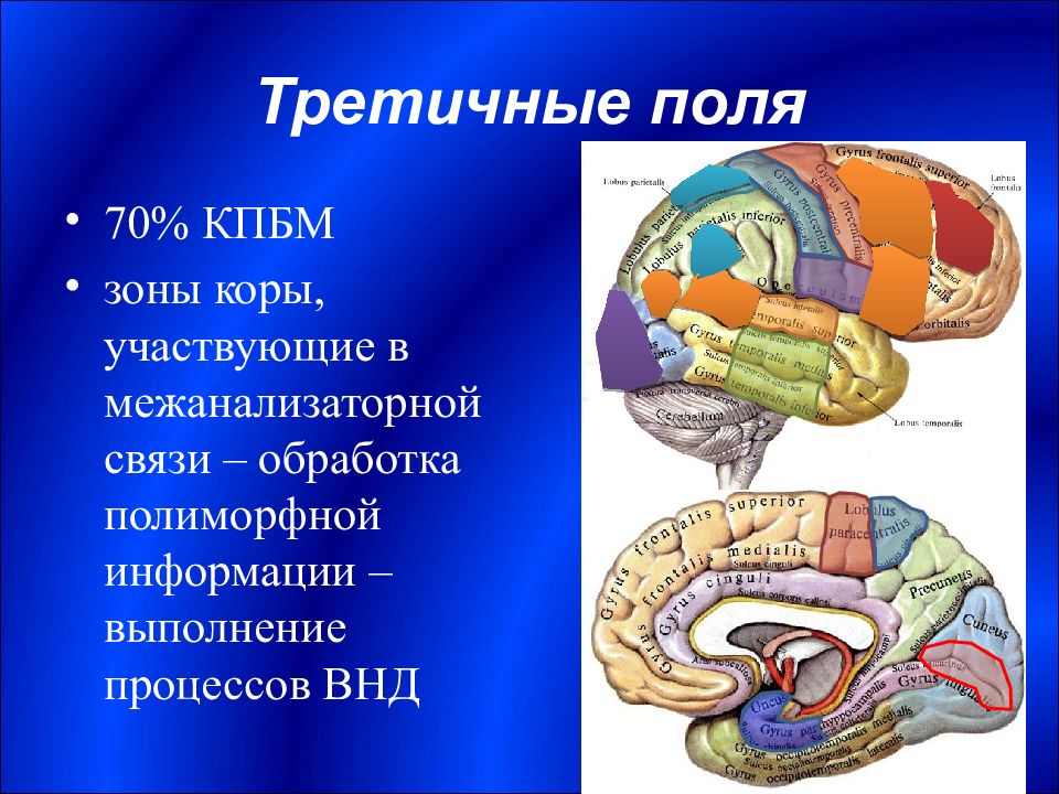 Функциональная анатомия конечного мозга. Третичные зоны коры. Межанализаторные связи. Функциональные зоны коры.