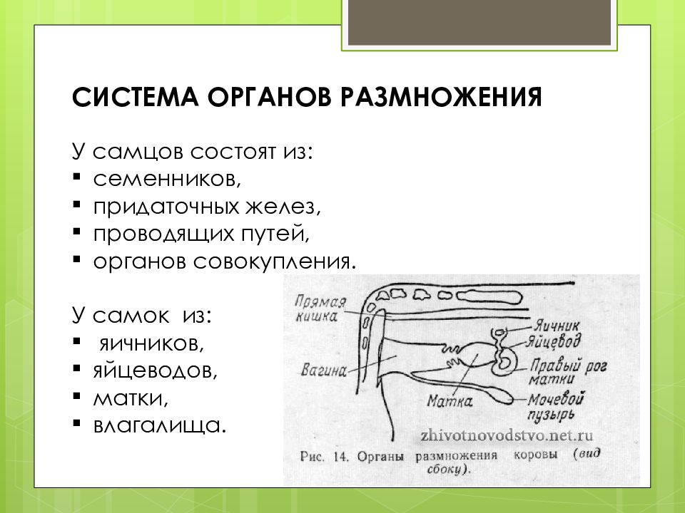 Определение системы органов. Система органов размножения животных. Система органов размножения животных анатомия. Физиология размножения животных. Система органов размножения у человека состоит из.