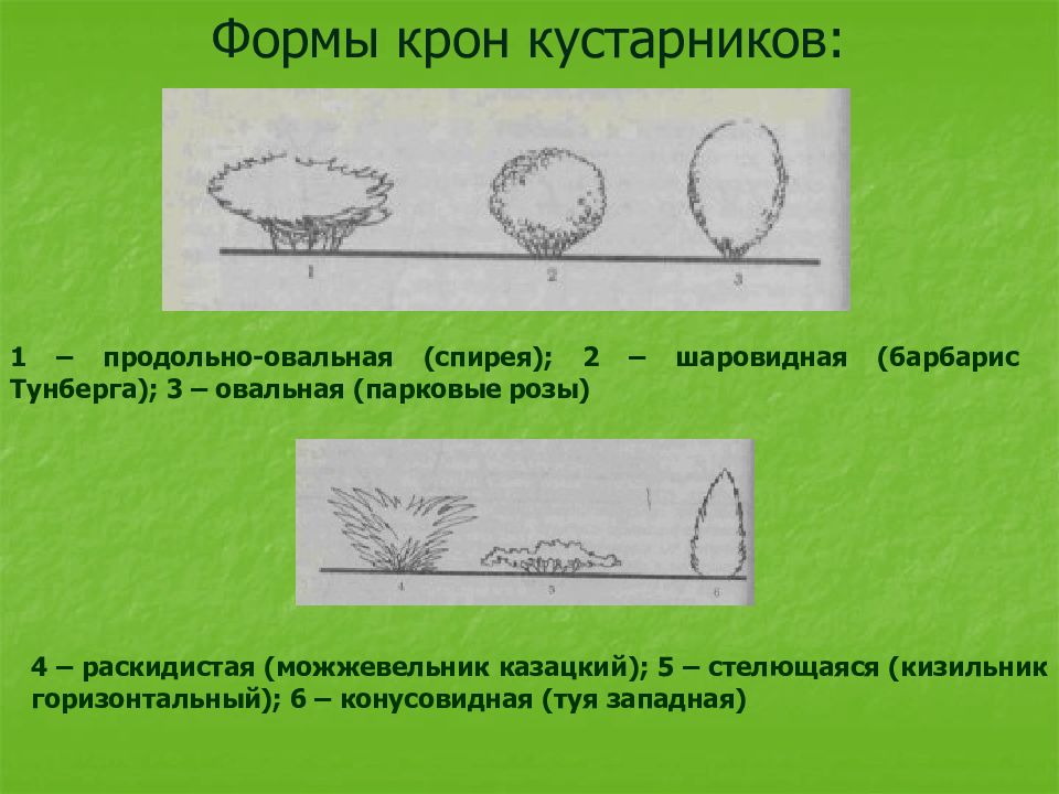 Формы кустарников. Формы кроны кустарников. Формы кроны кустарниковых растений. Виды крон кустарников. Форма кроны кустарничков.