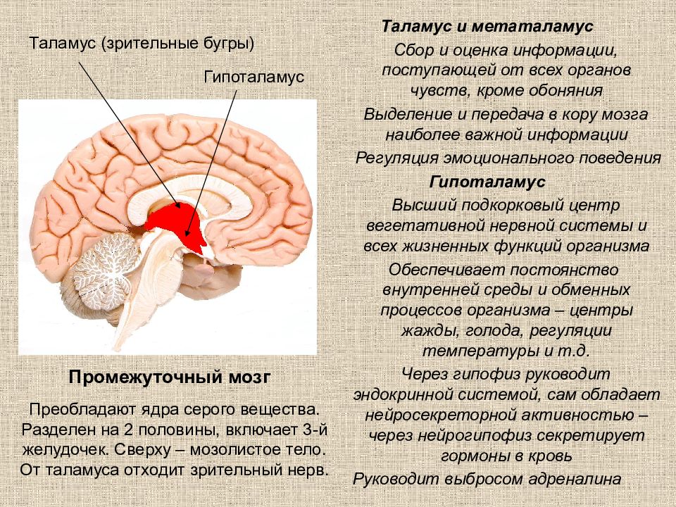 Промежуточный мозг функции. Функции гипоталамуса промежуточного мозга. Таламус гипоталамус эпиталамус метаталамус. Строение головного мозга таламус. Отделы промежуточного мозга эпиталамус функции.