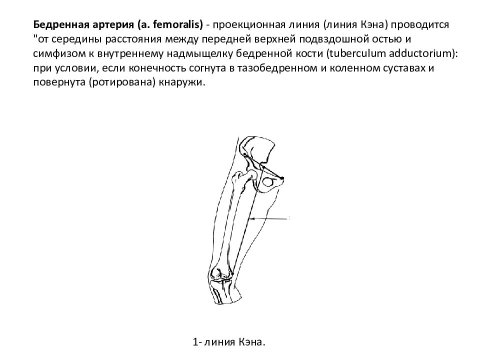 Оперативная хирургия нижней конечности презентация