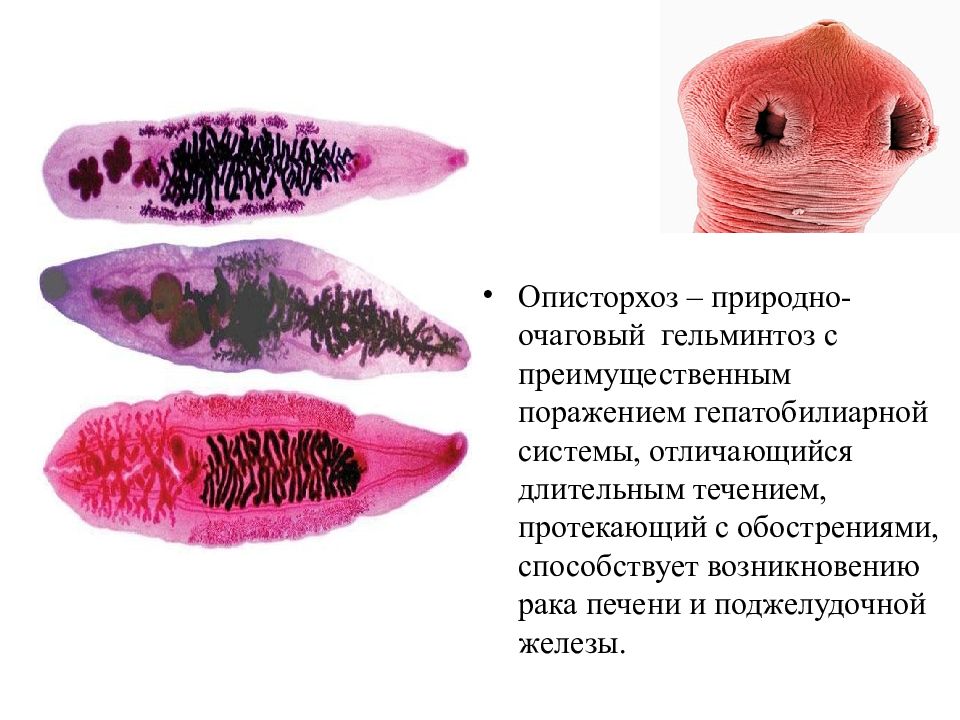 Описторхоз животных презентация