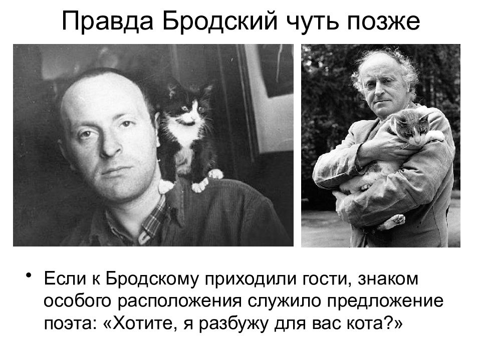 Рисунки бродского коты