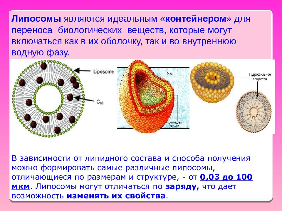 Липосомы. Липосомы функции. Строение липосомы. Лекарственные липосомы. Липосома строение.